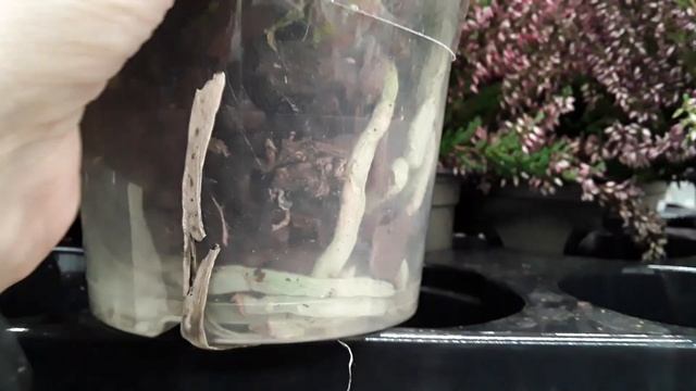 ОРХИДЕИ АШАН пр. Культуры Санкт - Петербург 28 сентября 2022 смотреть онлайн