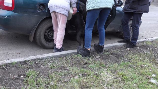 Собаки Мариуполя смотреть онлайн