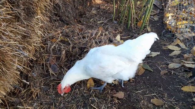 Поздняя осень, работа на участке. Брессы в помощь смотреть онлайн