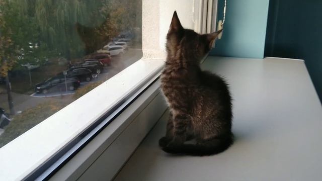 Potrzebujesz monitoringu? Adoptuj Groovy'iego! смотреть онлайн