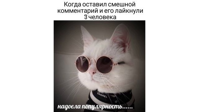 КОТЛЕТКА ПО-КИЕВСКИ) Приколы с котами | Мемозг #494