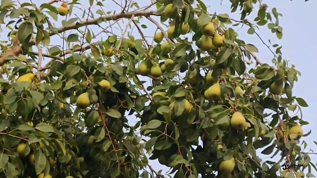 معجزه کود پتاس بالای NPK 12-12-36 / بعد از استفاده از این کود شگفت زده خواهید شد. смотреть онлайн