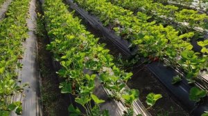 Клубника в Теплице обзор по сортам