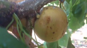 априум Хани Рич /Aprium Honey Rich/  Первые плоды. Отзыв и видео от питомника Макси Сад