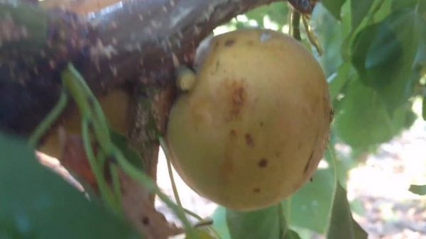 априум Хани Рич /Aprium Honey Rich/  Первые плоды. Отзыв и видео от питомника Макси Сад