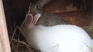 Как нужно случать кроликов! Кролик породы Белый Паннон в деле!