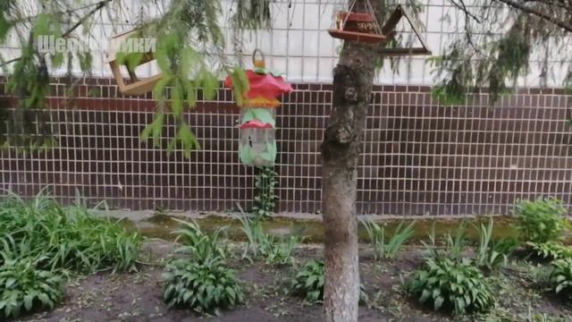 Чем угостить дегу в мае? Экономим на корме :) смотреть онлайн