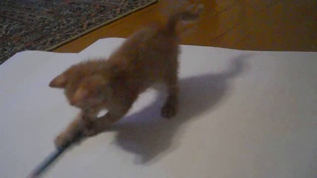 Котенок чертит. Забавная курсовая смотреть онлайн