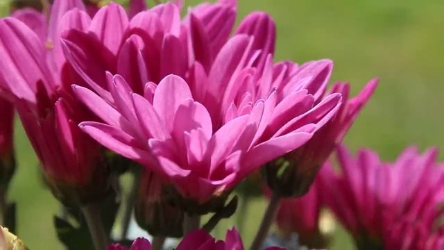 Canon EOS 650D, тест автофокуса при видеосъемке смотреть онлайн