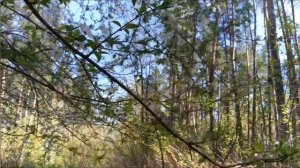 8 апреля праздник СОБОР АРХАНГЕЛА ГАВРИИЛА. Что нельзя делать. Народные традиции и приметы.