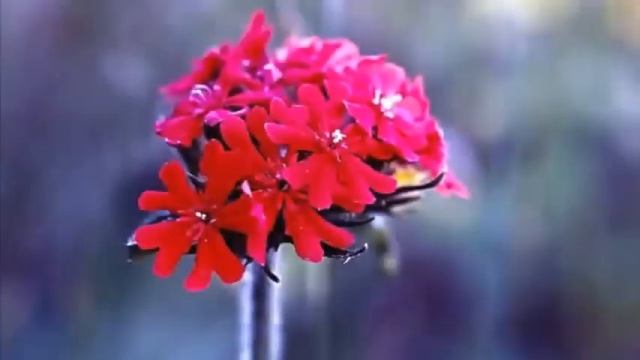 С днем рождения, Наташа! смотреть онлайн