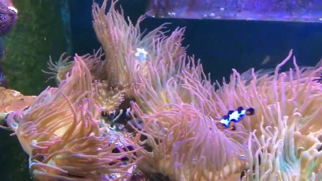 Anemones tank смотреть онлайн