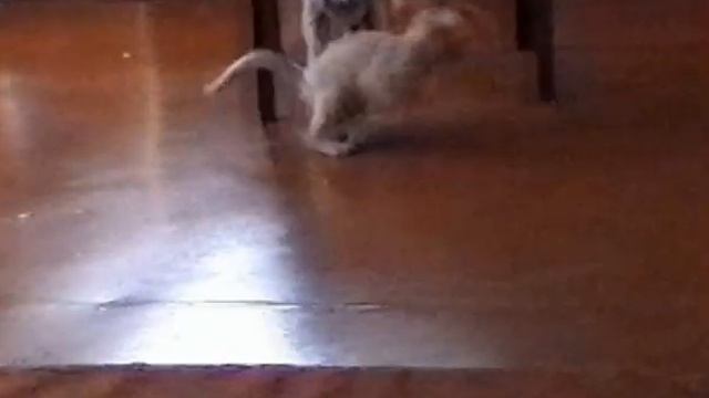 Котенок сальто.avi