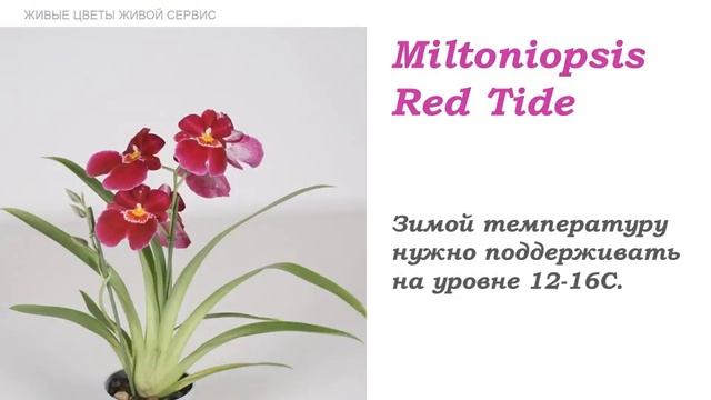 7ЦВЕТОВ Мильтонии смотреть онлайн