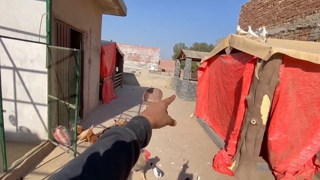 Panther Ny Billy Say Mera Badla Lay Lia? смотреть онлайн