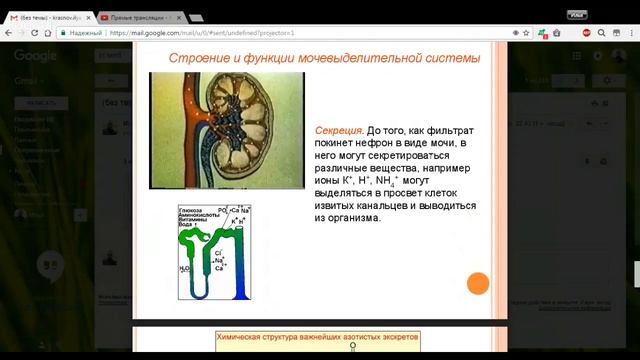 Биология 8 класс 36-37 неделя Выделительная система смотреть онлайн