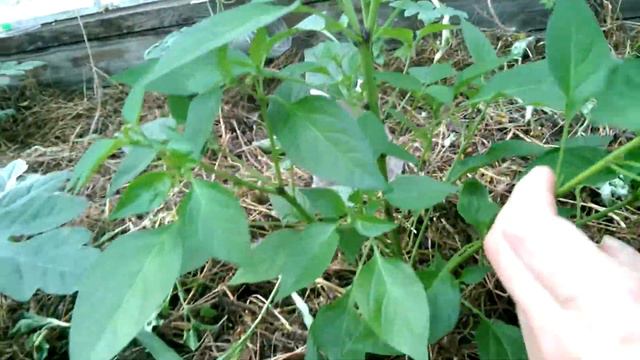 Развитие острого перца на 04.07.18 смотреть онлайн