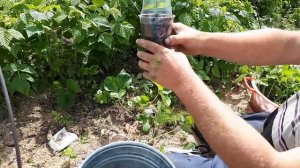 Самый быстрый и лёгкий способ размножения ремонтантной малины.