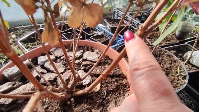 Гортензия Полестар.Строение куста ,обрезка? смотреть онлайн