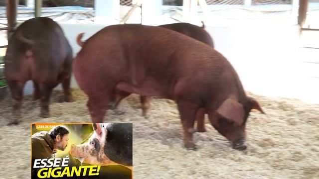 DUROC, O ANGUS DOS PORCOS! | RICHARD RASMUSSEN смотреть онлайн