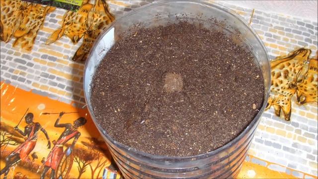 Хоста. Посадка весной. смотреть онлайн