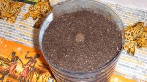 Хоста.  Посадка весной.