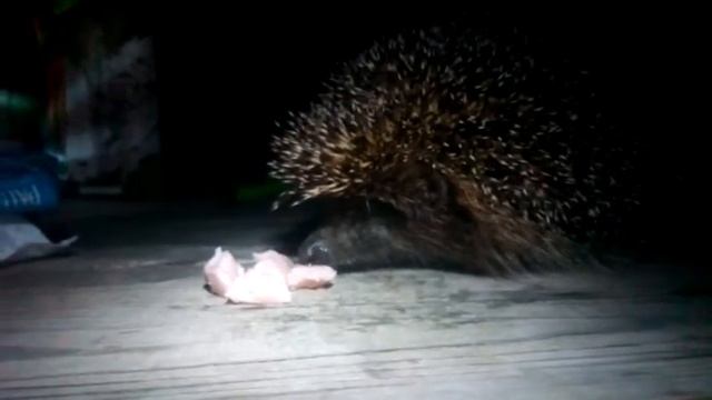 Прикармливаем ежа на даче. Hedgehog eating . смотреть онлайн