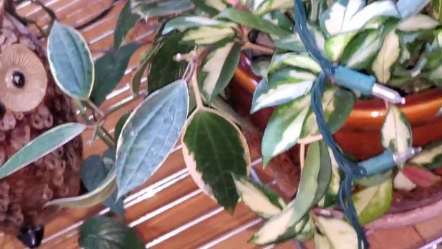 #growgreen #plants #7-9 #pothos #pothosplant #croton #plantcare #plantdad #planthelp #plantas #plan смотреть онлайн