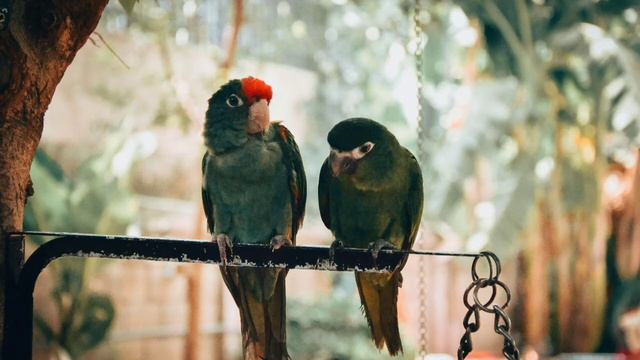 Singing, Budgerigar Chirping/Пение,Чириканье Волнистых Попугаев