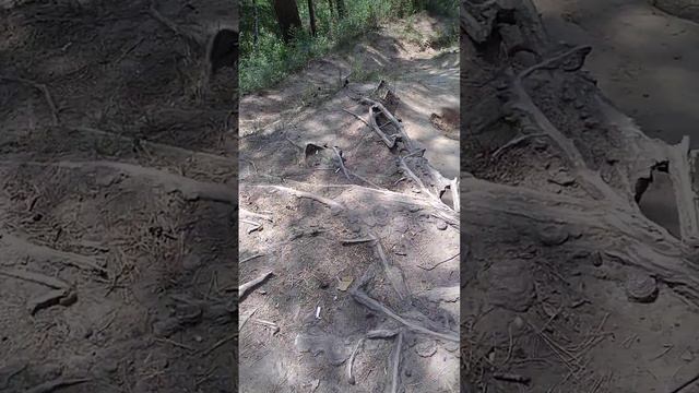 Лесные виды. Сосны и река смотреть онлайн