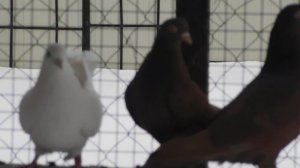 Голуби города Гусь - Хрустальный  тел . 89209049225 - Илья