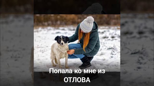 мои подопечные смотреть онлайн