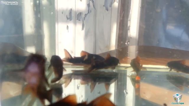 Черная венесуэлла. Content of black venezuela, peces de acuario negro Venezuela, смотреть онлайн