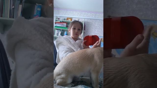 Как правильно ухаживать за собакой смотреть онлайн