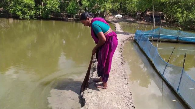 Cast Net Fishing||Traditional Catching Fish With A Cast Net By Beautiful Village Woman.(Part:137) смотреть онлайн