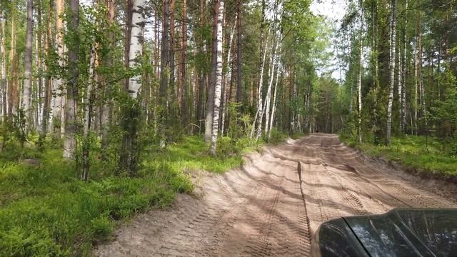 Встретили 6 медведей за день! Медведица уводит медвежат. В этом лесу много зверья! смотреть онлайн