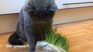 БРИТАНСКИЙ КОТ/ НУЖНА ЛИ КОТУ ТРАВА?/ British cat Harry