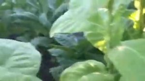 Табачная плантация 2016 год. Обзор сорта Harmanli.