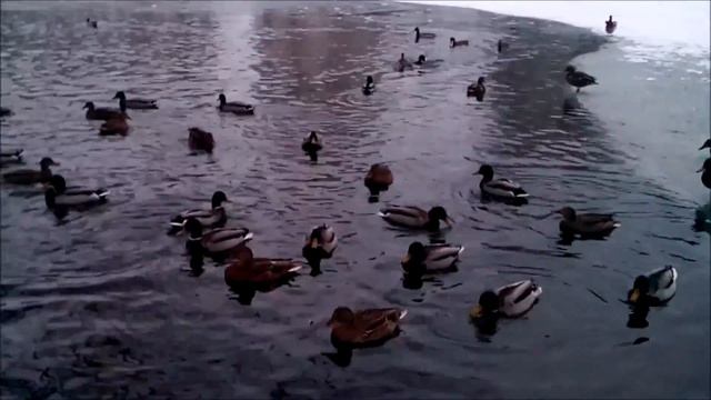 Утки ещё не улетели! смотреть онлайн