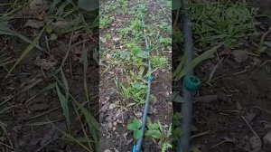 Капельный полив 16 пластиковой трубой