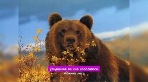 К чему Снится МЕДВЕДЬ / видеть МЕДВЕДЯ во сне