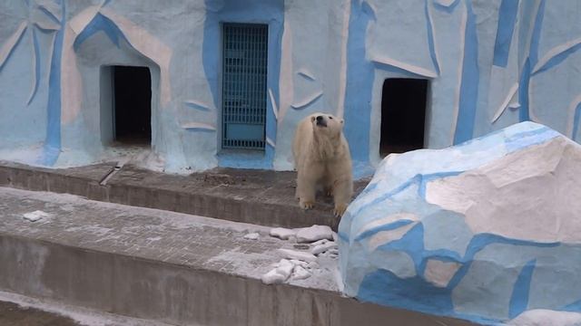 Матриархат в семье белых медведей КАЙ и ГЕРДА смотреть онлайн