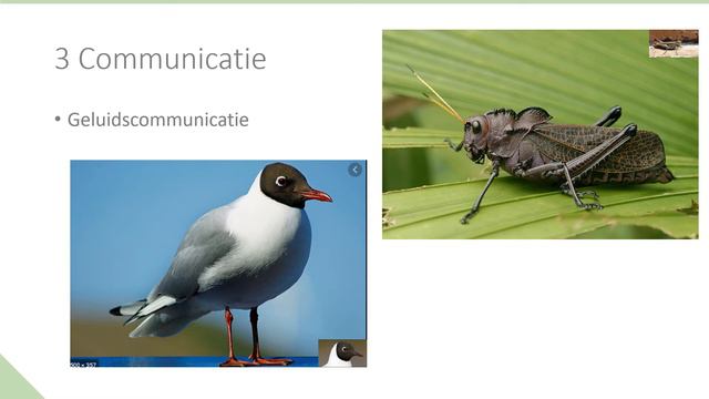 Deel 3 hfdst 8 relaties tussen organismen: communicatie смотреть онлайн