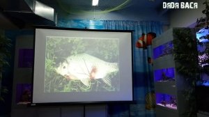 Самодельное лекарство для лечения аквариумных рыбок от многих болезней и паразитов!