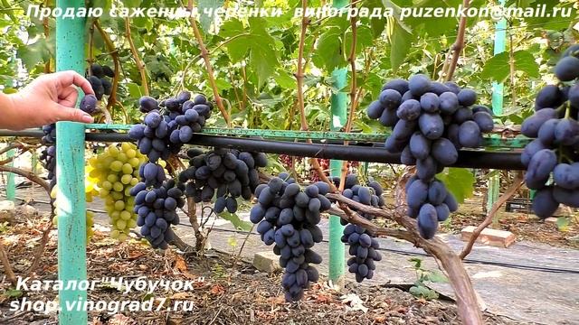 Виноград АЛВИКА и ЛАНДЫШ в сравнении. Две очень крупноягодные формы. (Пузенко Наталья Лариасовна) смотреть онлайн