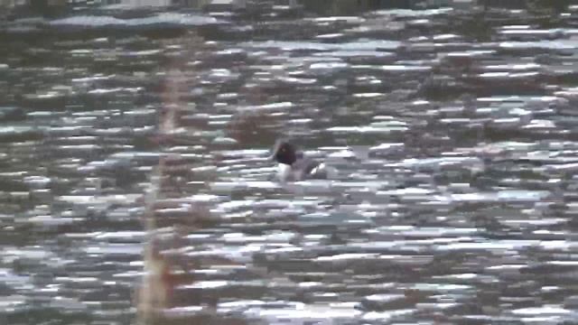 Весновка 2022о #6 Охота на уток 9 Мая Часть 2.mp4