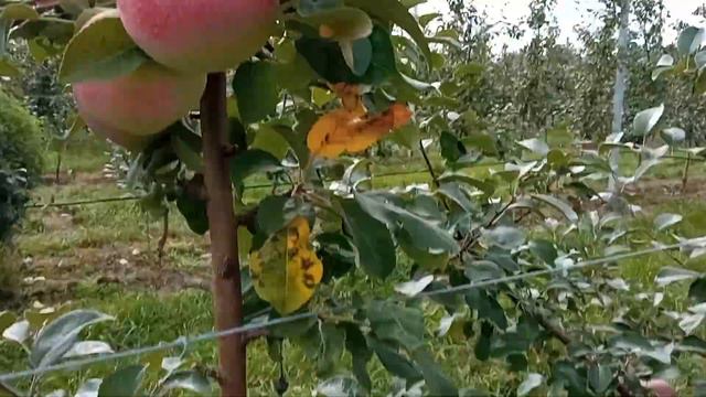 🍓🍏🍎 ЗАКРЫТОЕ АКЦИОНЕРНОЕ ОБЩЕСТВО "АГРОФИРМА ИМЕНИ 15 ОКТЯБРЯ" тел: +7 960 157-71-27 смотреть онлайн