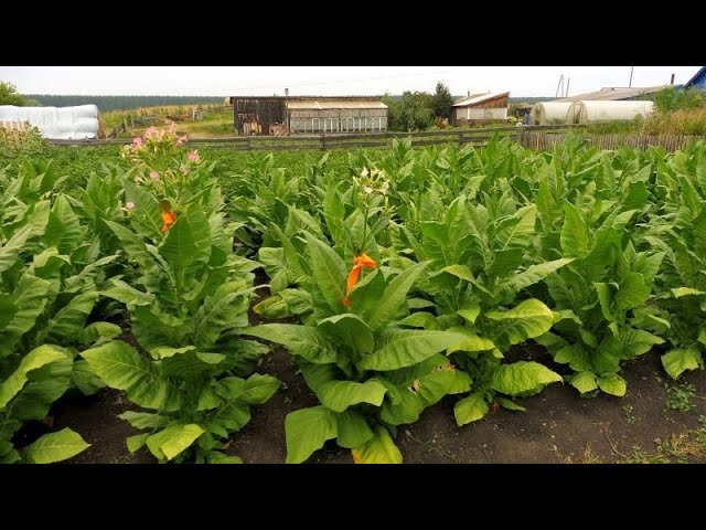 Табак - обзор плантации, созрел первый лист. смотреть онлайн