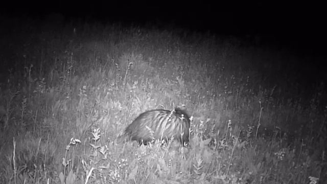 Барсук пришел на приваду смотреть онлайн