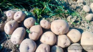 Картофель "синеглазка" урожай 2018 г.